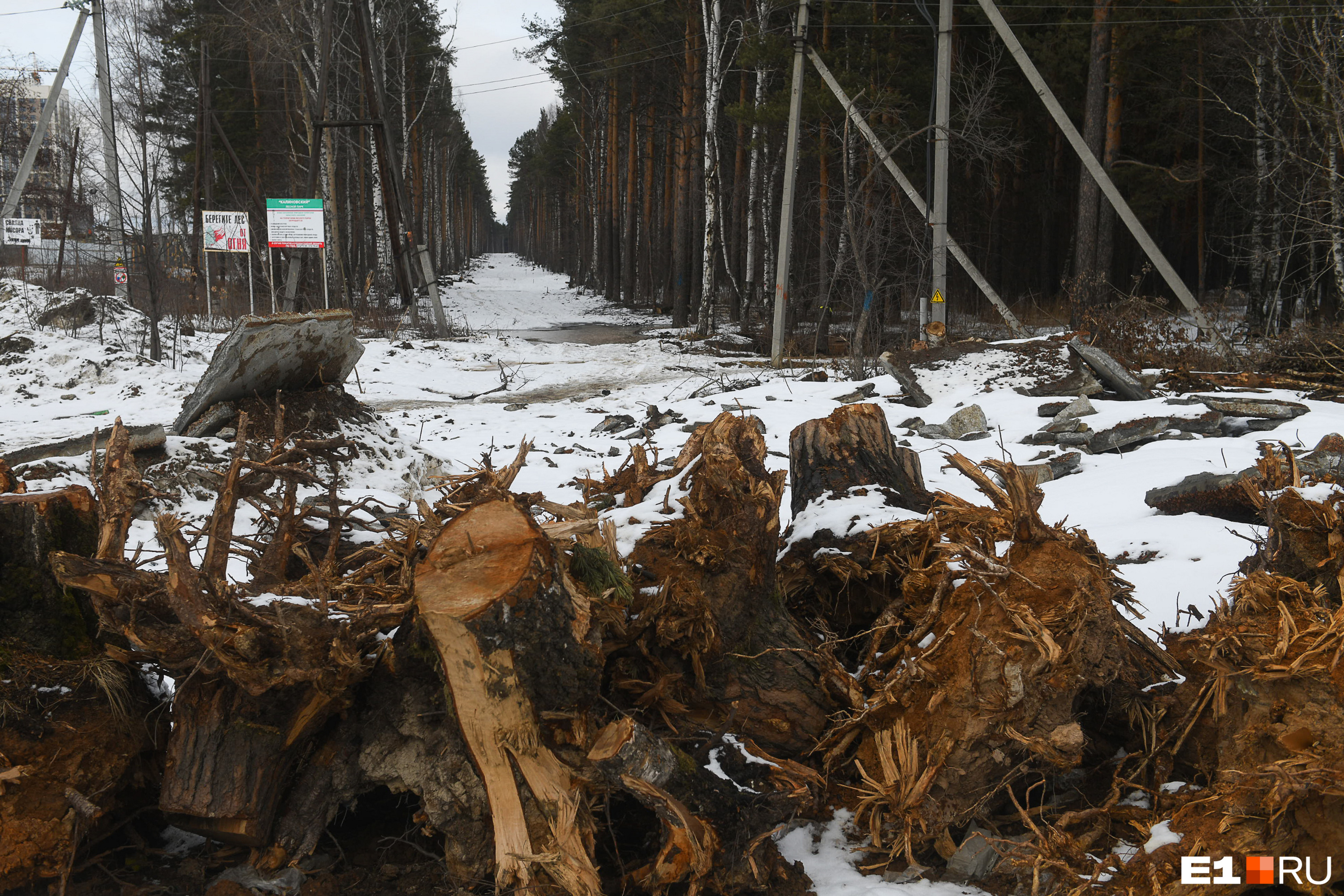 По условиям контракта компания УГМК, которая строит ветку, впоследствии высадит несколько гектаров леса, чтобы заместить те деревья, которые были вырублены. Где будут сажать новый лес — определит «Лесхоз»