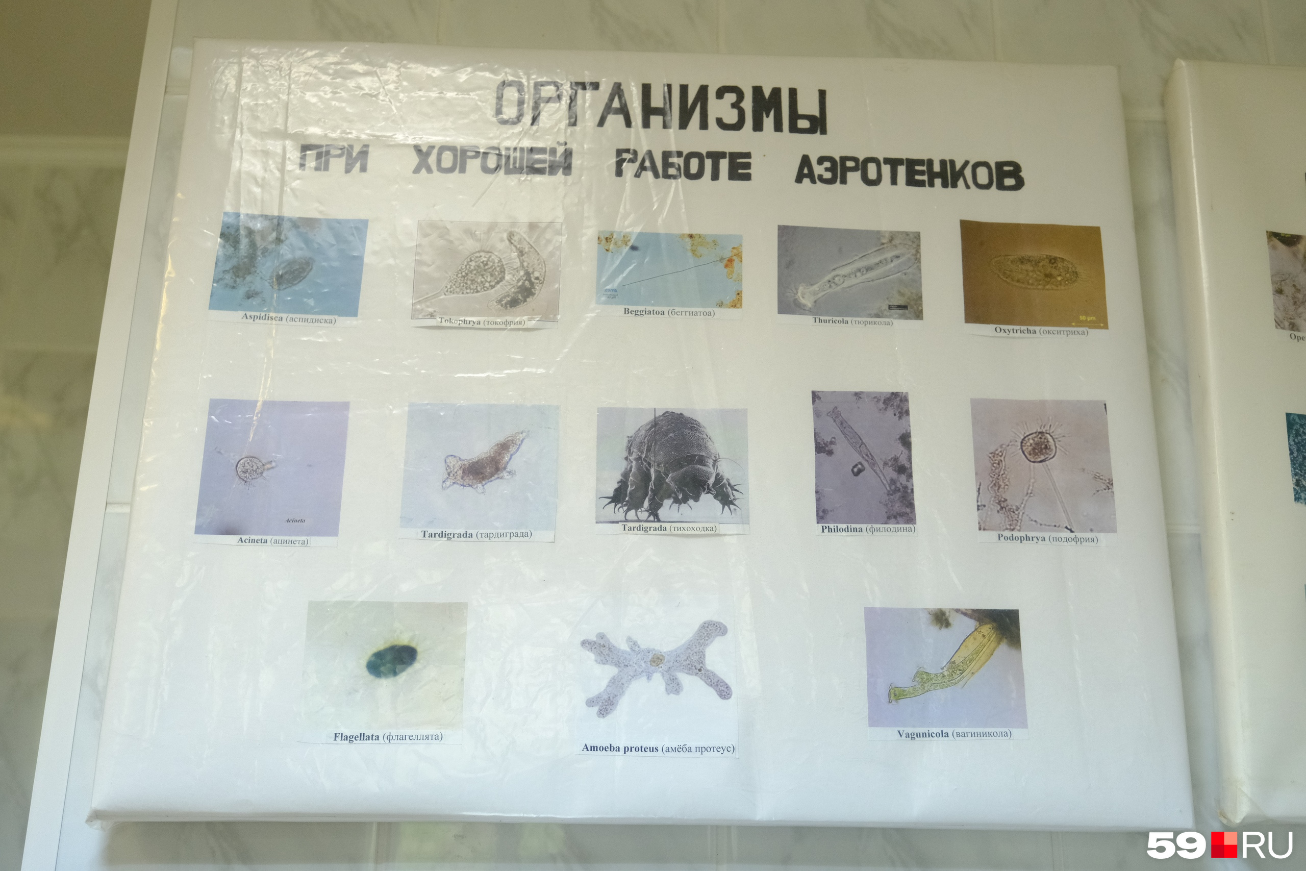 А вот их фотографии крупным планом. Правда милые? А вот их фотографии крупным планом. Правда милые?