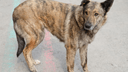 Дело о гибели пермячки от укусов бездомных собак передадут в СК России