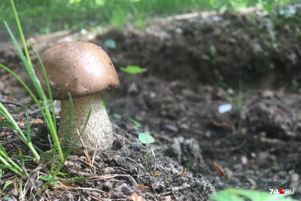 Такие грибочки челябинцы нашли прямо в черте города