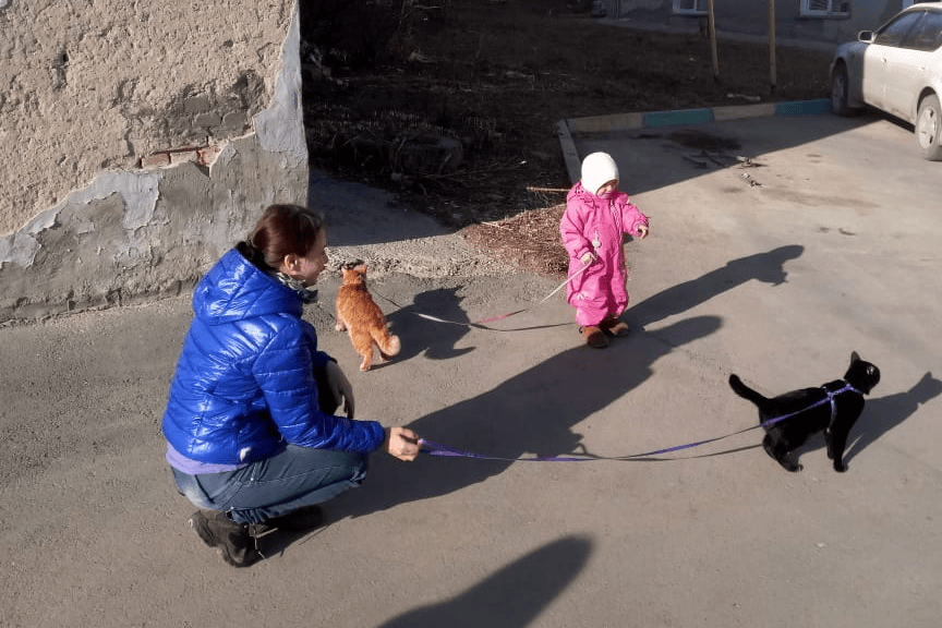 Рыжая кошка — Соня Рыжая кошка — Соня