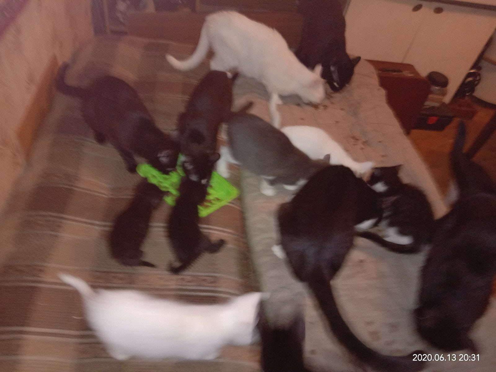 Перед смертью коты и кошки. Мучительная смерть у кошек. Как умирает кошка в квартире. Как умирает кошка в квартире. Кошечка спасает хозяйку.