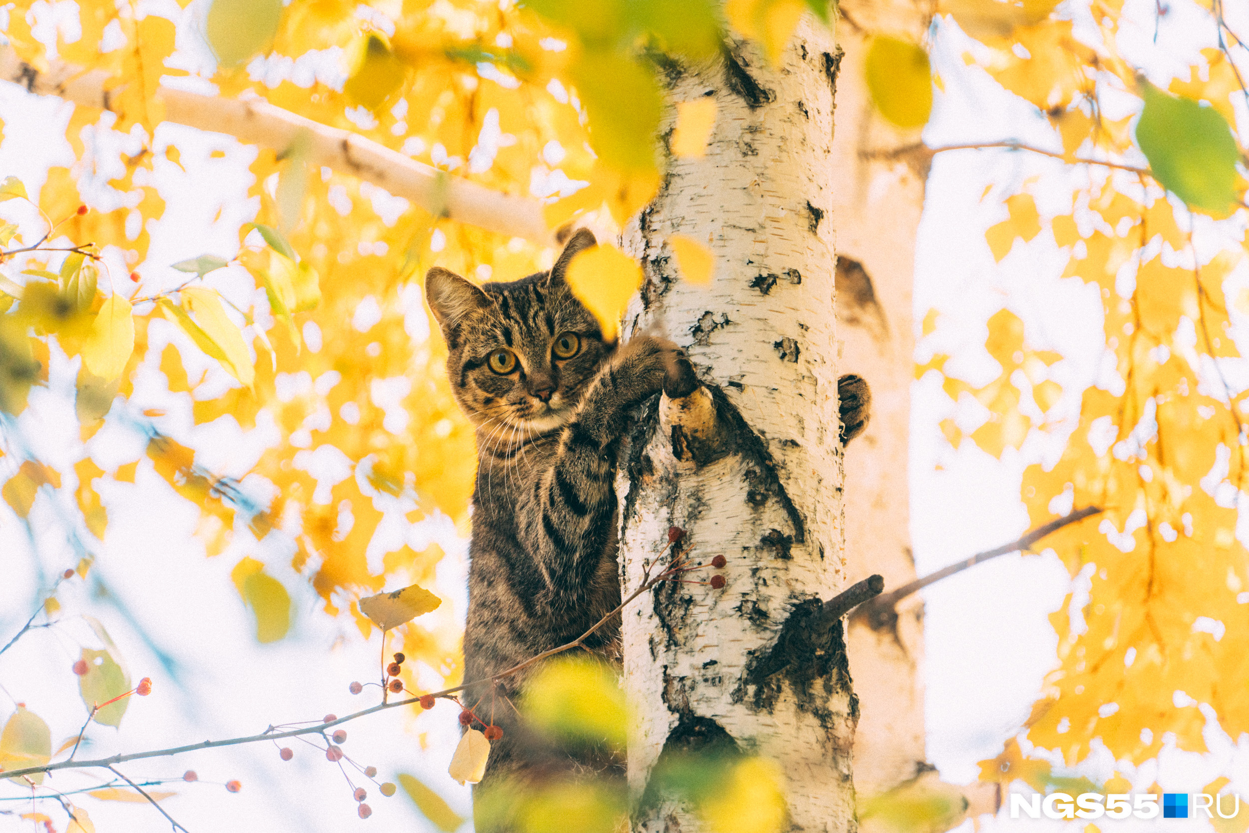 Уличный кот решил притвориться рысью и забрался на дерево. Наверное, оттуда открывается потрясающий вид на листопад<br>