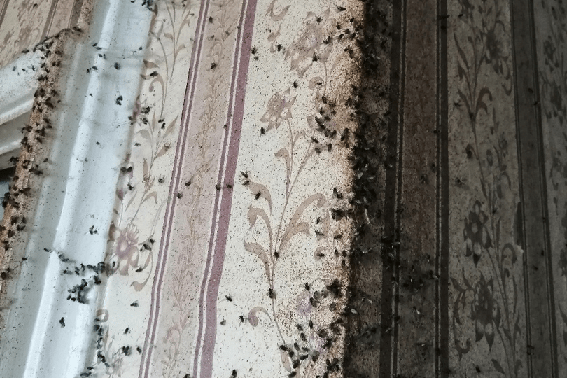 На одной из стен квартиры — огромное количество мух