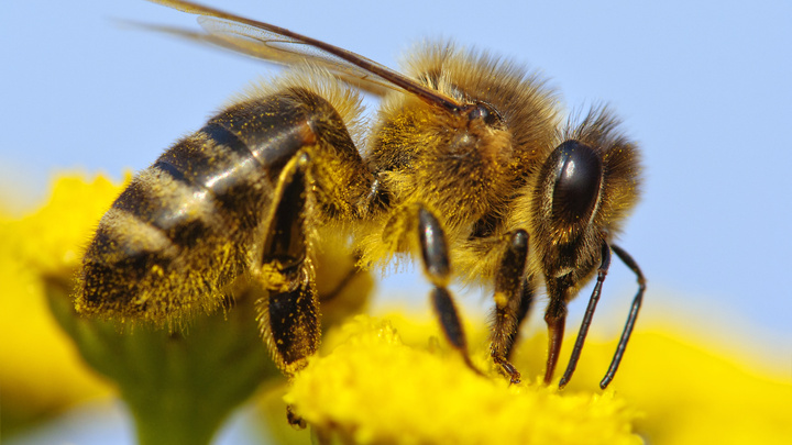 В Свердловской области запустили сервис, который поможет сократить гибель пчёл