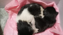 «Услышали кошачий писк в квартире»: жители Оби спасли новорожденных котят из канализации