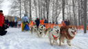 Снежные и нежные: 7 фото с гонок на собачьих упряжках под Новосибирском (умиление зашкаливает)