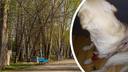 «Опускает пистолет, и три выстрела подряд»: в Новосибирске мужчина обстрелял собаку на прогулке
