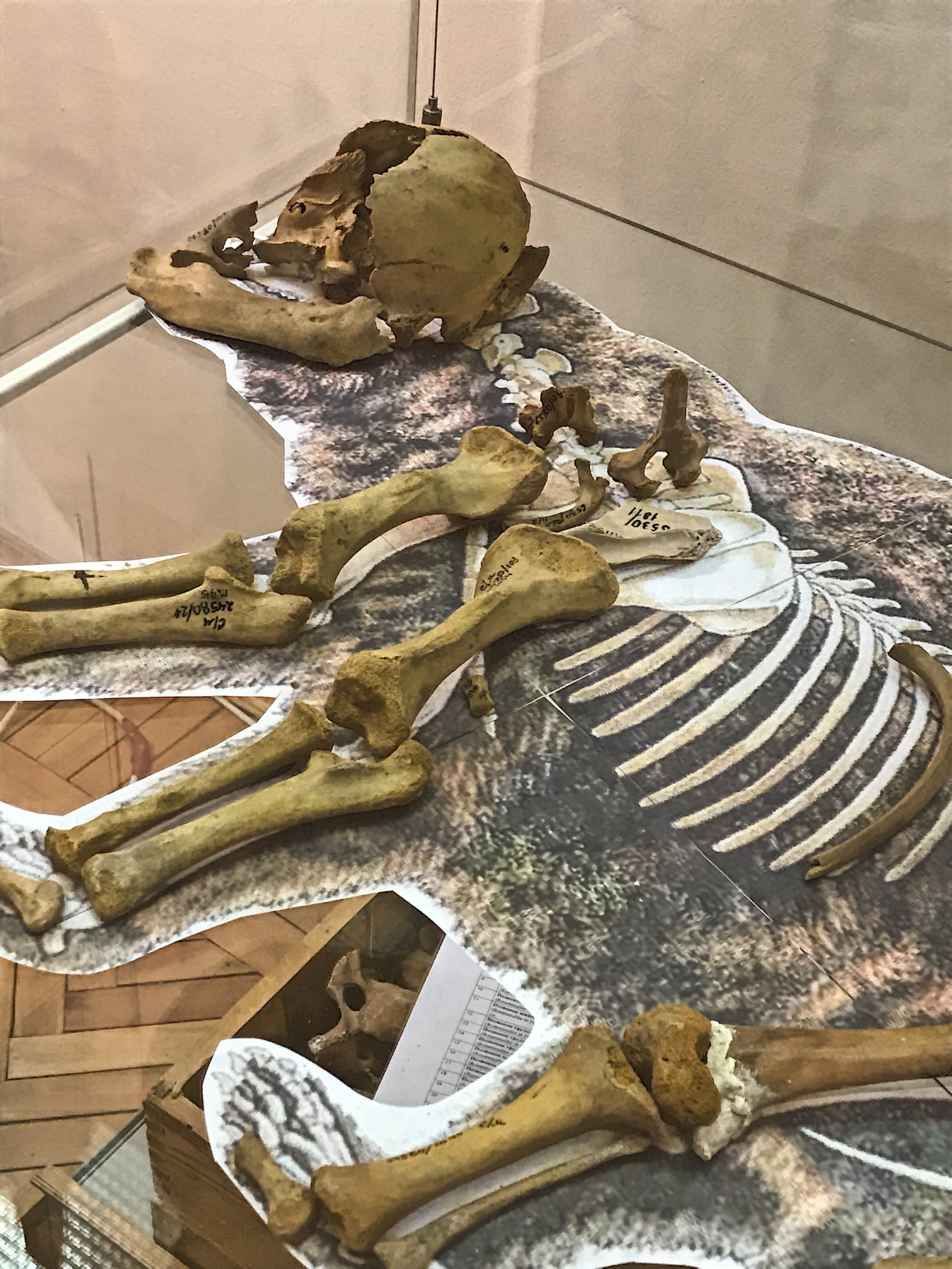 Немного жутко, конечно. Это набор костей шерстистого медведя, он был приподнесен музею в подарок от пермского геолога Близнецова и его учеников, которые в течение 20 лет вели раскопки в древних пещерах и отправили в Cвердловский областной краеведческий музей 80 ящиков с костями животных ледникового периода<br>