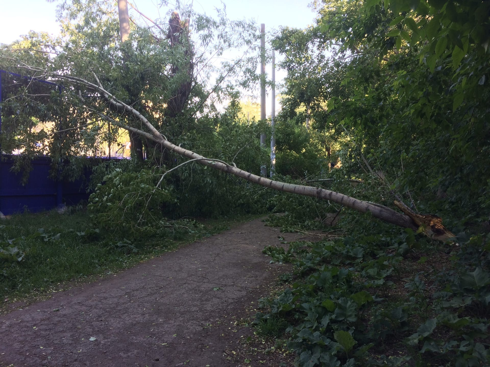 Сломанные деревья на Кирова, рядом с лицеем № 97