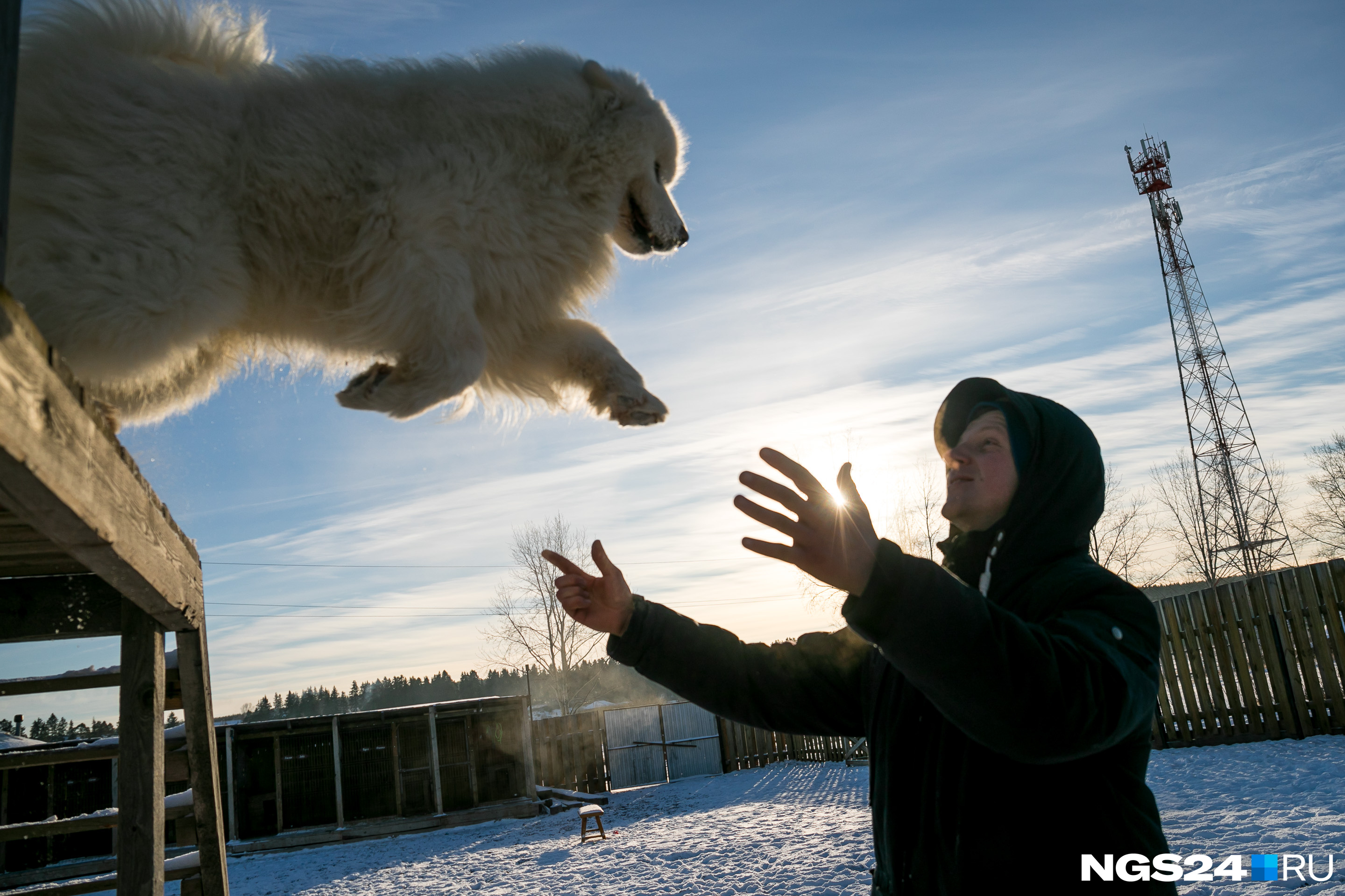 Собаки отвечают Ивану безграничным доверием — его любимец, пес Филипп, прыгает с высоты в руки