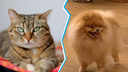 Как выглядит котик программиста? Угадайте, кем работают хозяева этих 10 домашних животных (тест-игра)