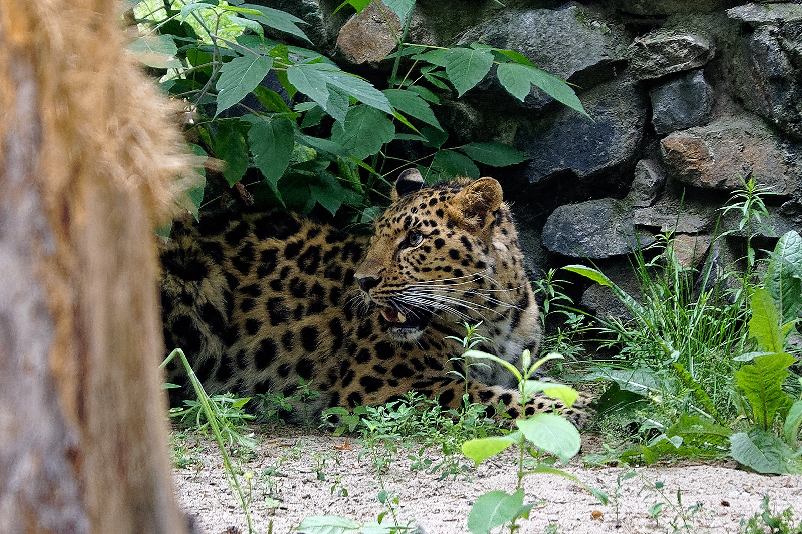 Новосибирский зоопарк участвует в программе обмена с Московским 