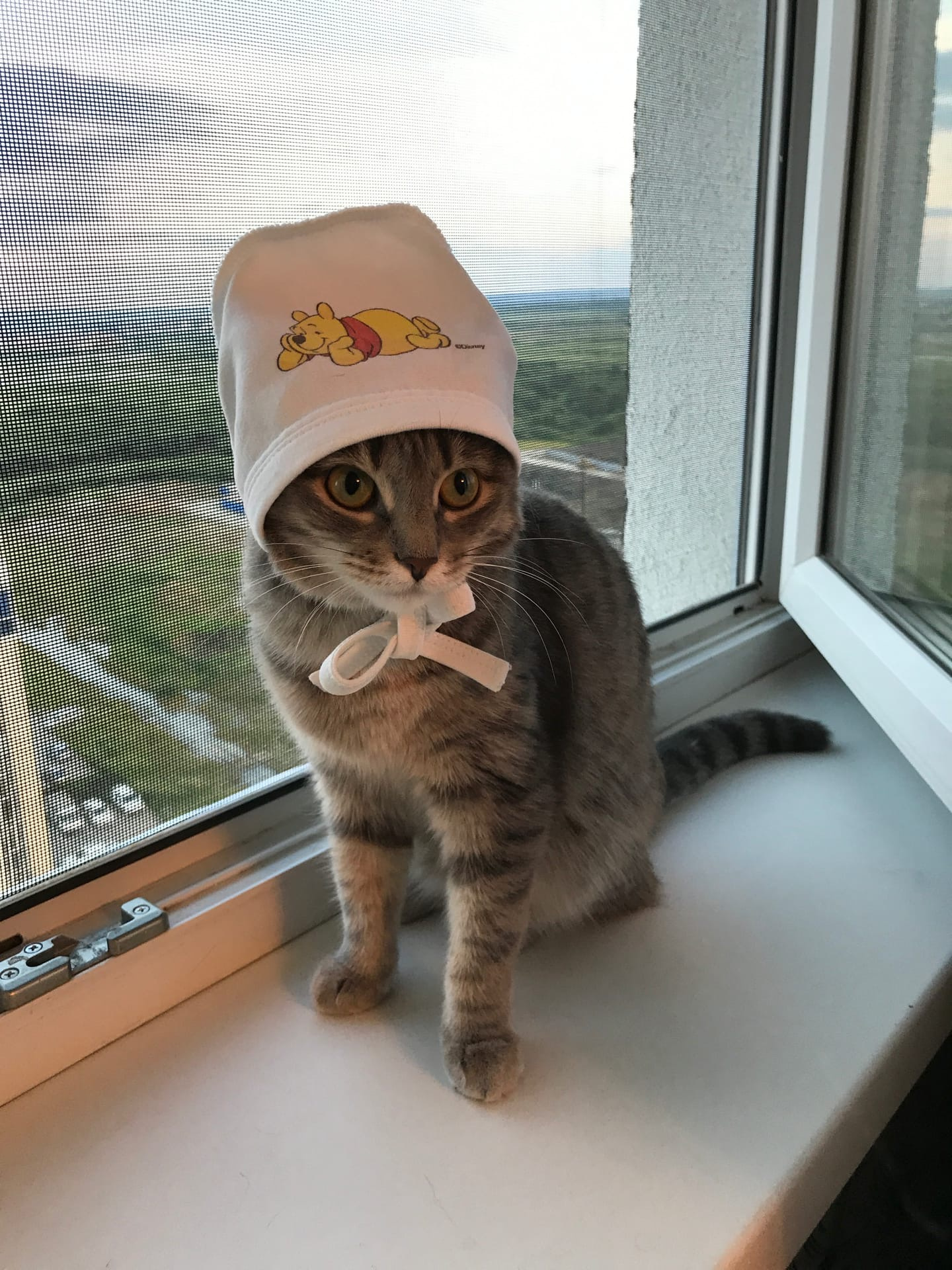 А эту кошечку зовут Феррари А эту кошечку зовут Феррари