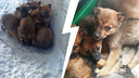 «До утра бы они не дожили»: житель Новосибирска спас шестерых щенков на трассе около Шерегеша