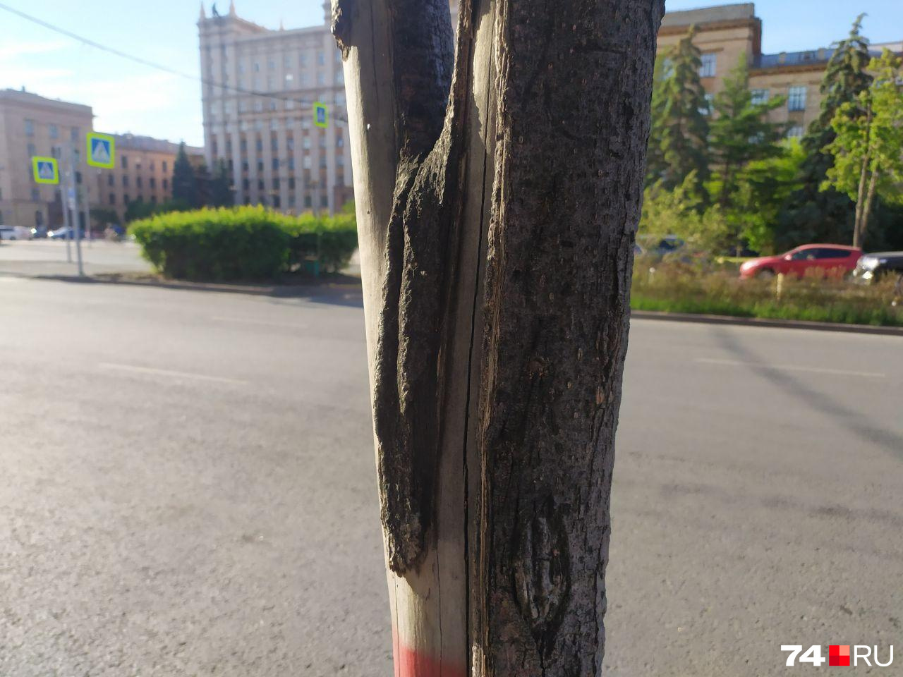 Засохшие деревья заменят новыми Засохшие деревья заменят новыми