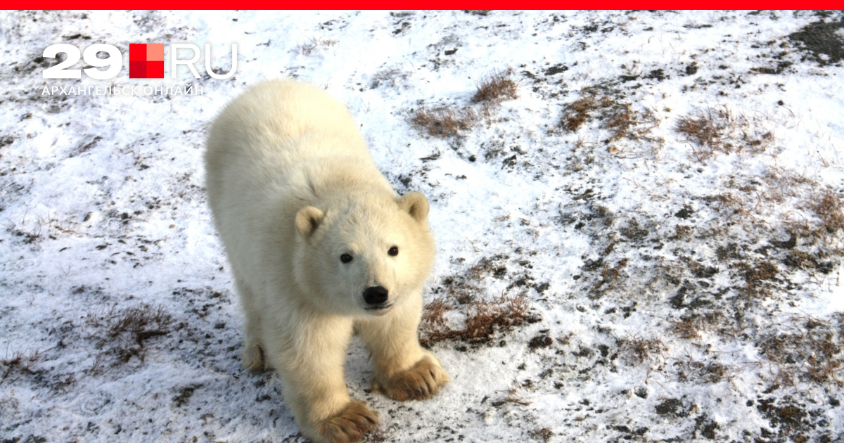 Учёные установили, что белые медведи на участках «Роснефти» максимально  упитанные - 28 февраля 2020 - 29.ru