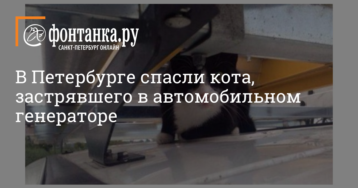 В Петербурге спасли кота, застрявшего в автомобильном генераторе - 26 ...