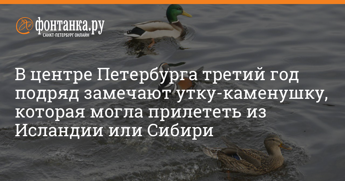 Утка за рулем. Мне нужно было попасть на утиное. Самка крючковая селезня. Picture duck rabbit fish bird. Птицы в нефти.