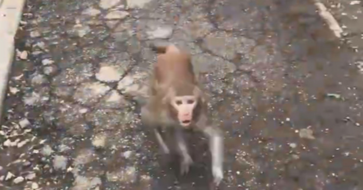 Сбежала обезьяна