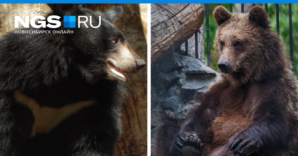 Новосибирский зоопарк бурый медведь