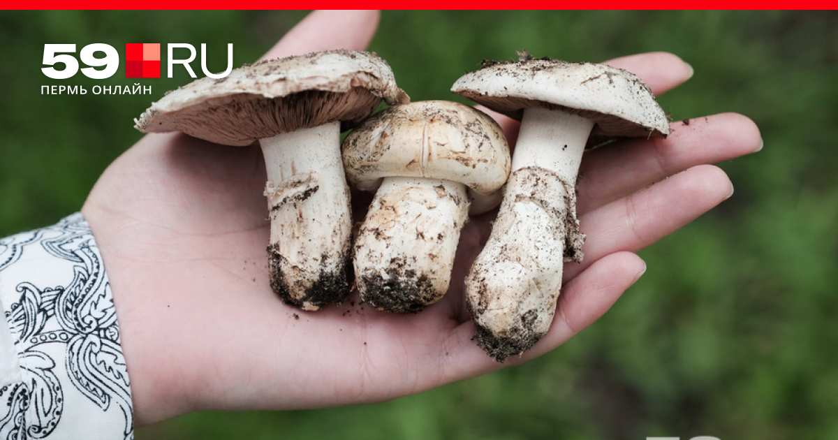 Как отличить съедобный гриб от несъедобного, какие грибы растут в Прикамье  - 28 июня 2017 - 59.ru