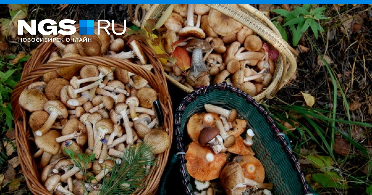 Какие грибы в начале. Грибы Новосибирской области опята. Маслята грибы в Крыму. Грибы в октябре. Сбор грибов в октябре.