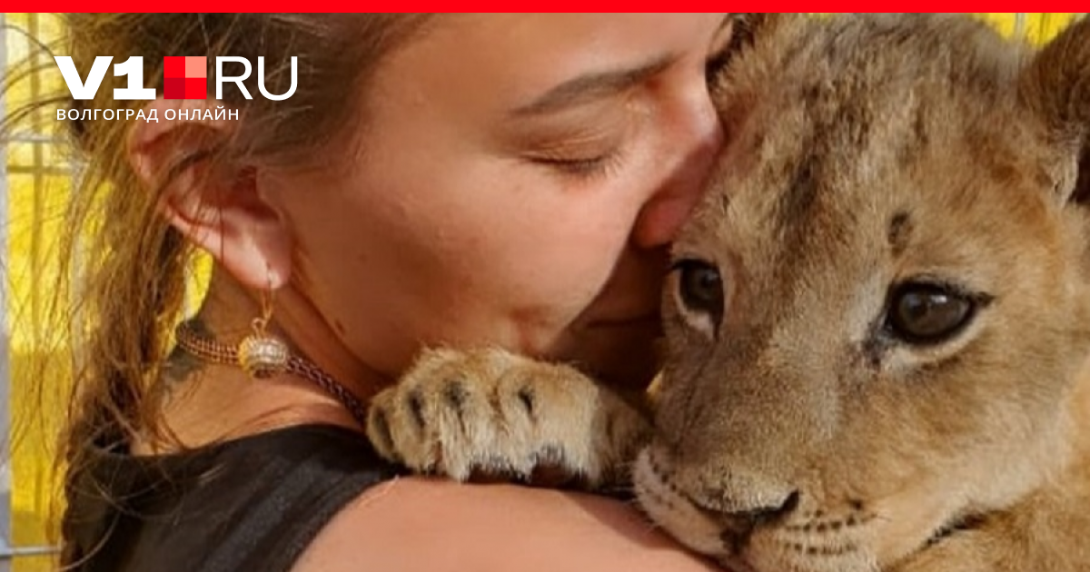 девушка львенок. девушка держит на руках львенка. маленький лев на машине. девушка с львенком. девушка львенок.