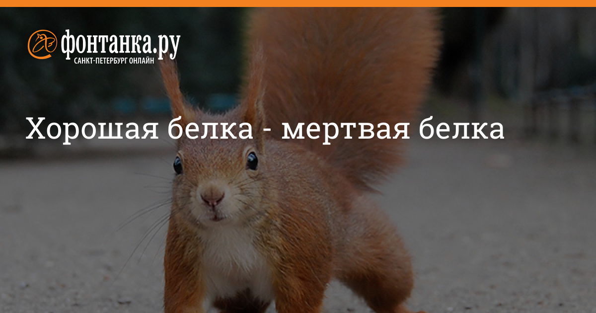 Радио белка фм. Страшная Белочка. Белочка Мем.