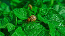 Колорадский жук атакует огороды: как с ним бороться, можно ли собирать вручную и чем опасна химия