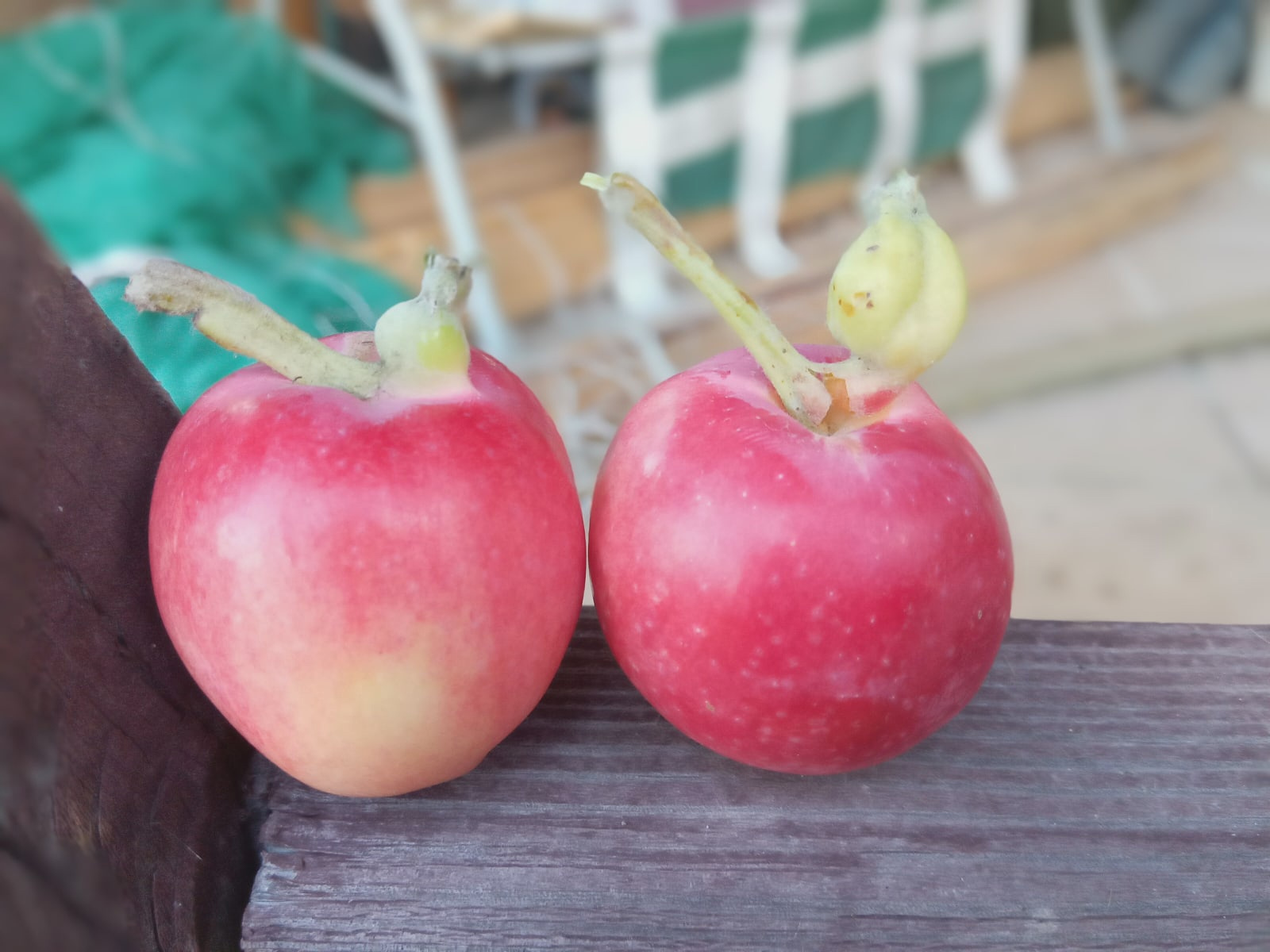 Такие яблочки уродились в Тюменском районе