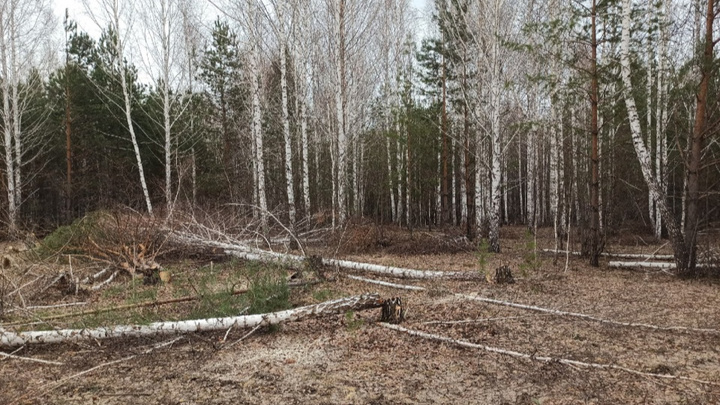 В Челябинской области приняли закон об обязательной вырубке деревьев на бесплатных участках
