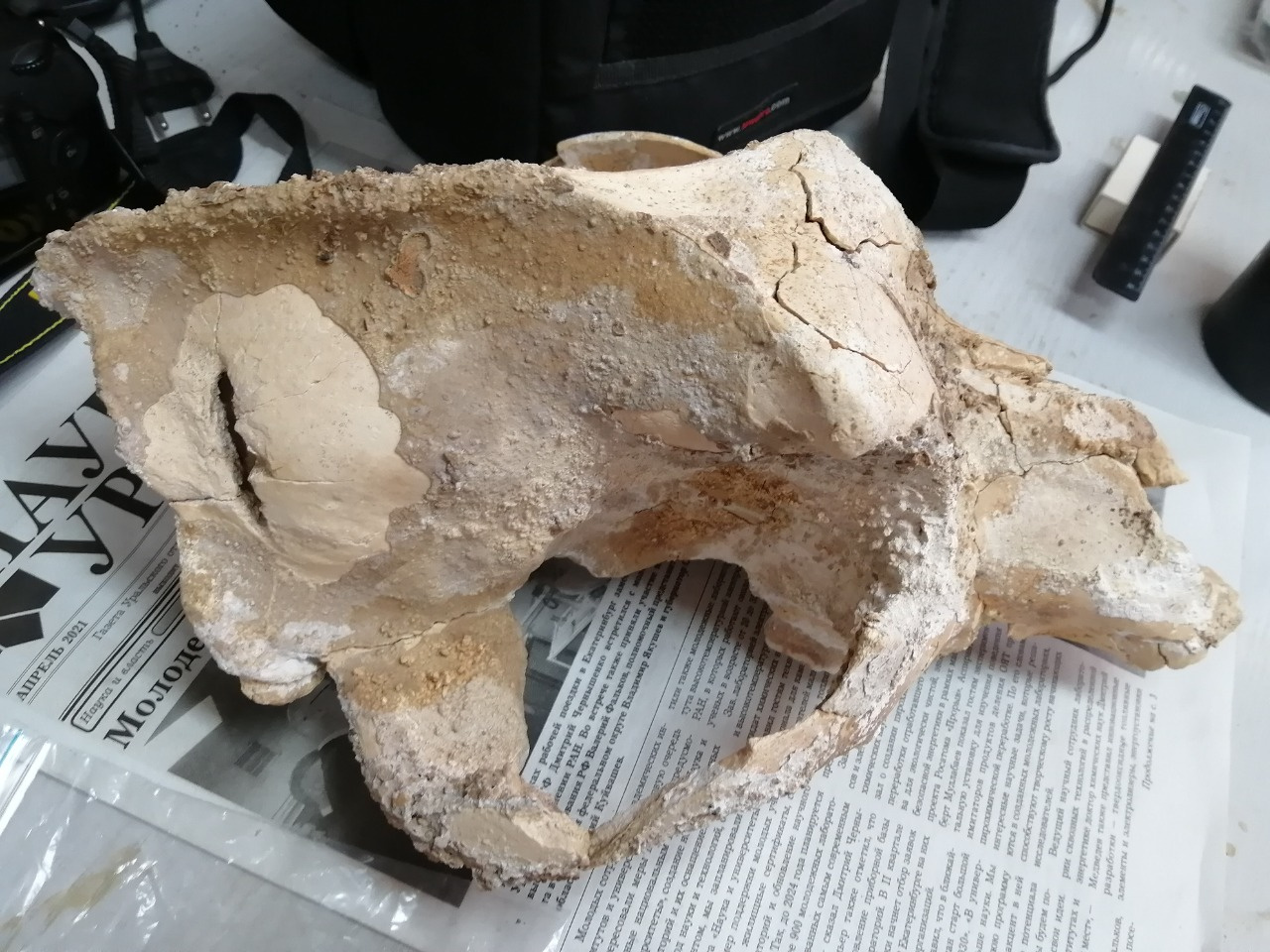 Вот так выглядит найденный в Башкирии череп пещерного медведя, на нём видно отверстие