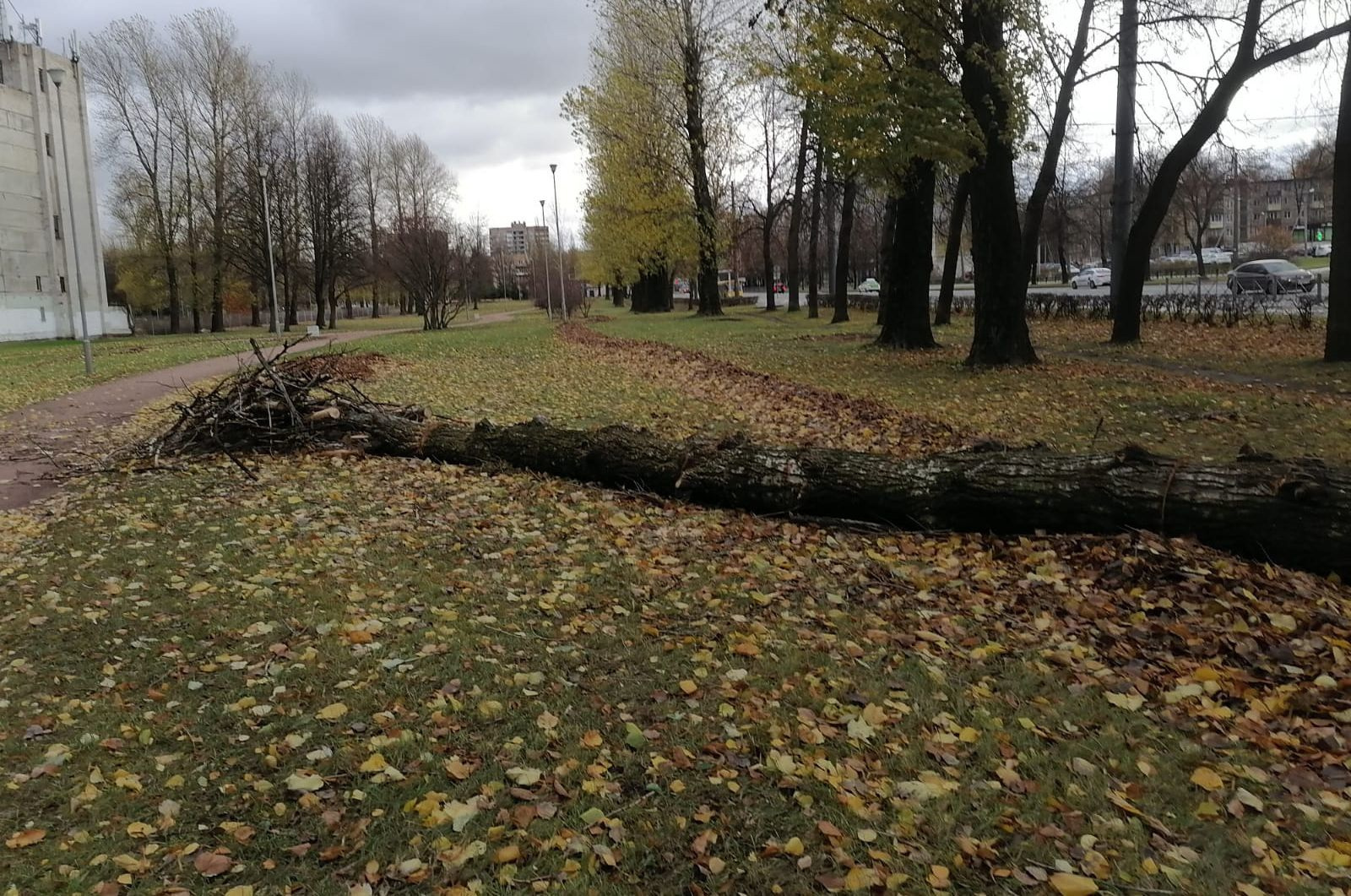 Ветер повалил 37 деревьев в петербургских парках, в том числе иву со стволом больше метра в диаметре