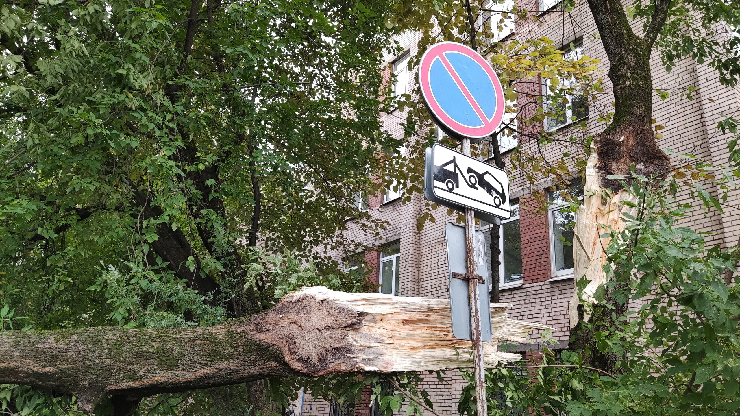 Могучая ива с метровым стволом и еще 29 деревьев не устояли под ветром в садах Петербурга