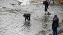 Ростовчане взялись мешками вывозить рыбу с обмелевшего Северного водохранилища