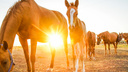 Оседлать коня и уехать в закат: где покататься на лошадях в Кемерове — и сколько это стоит