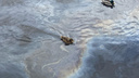 «Ищем нарушителя»: глава Росприроднадзора рассмотрела нефтяное пятно на Волге в Ярославле