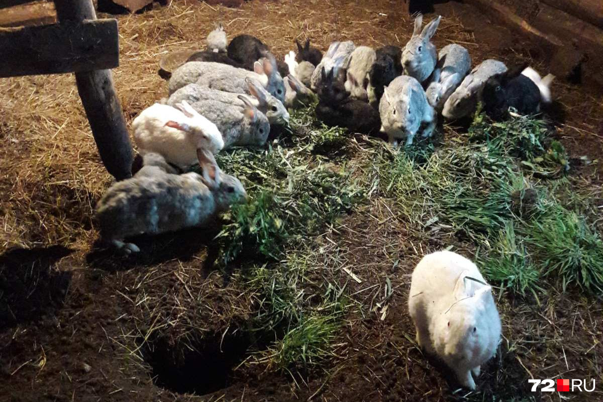 Семья разводит кроликов