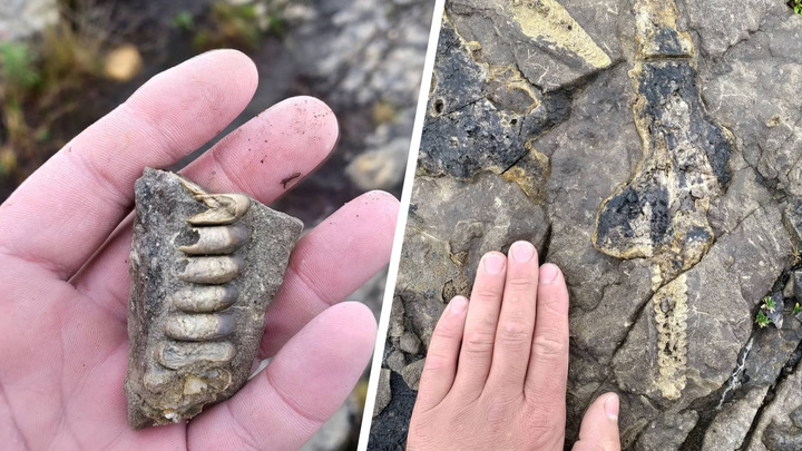 «Вымерли около 200 миллионов лет назад»: норильчанин нашел окаменелости древних морских обитателей