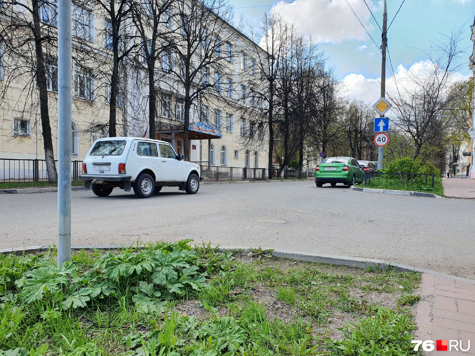 Борщевик тоже зеленеет на центральных улицах Ярославля