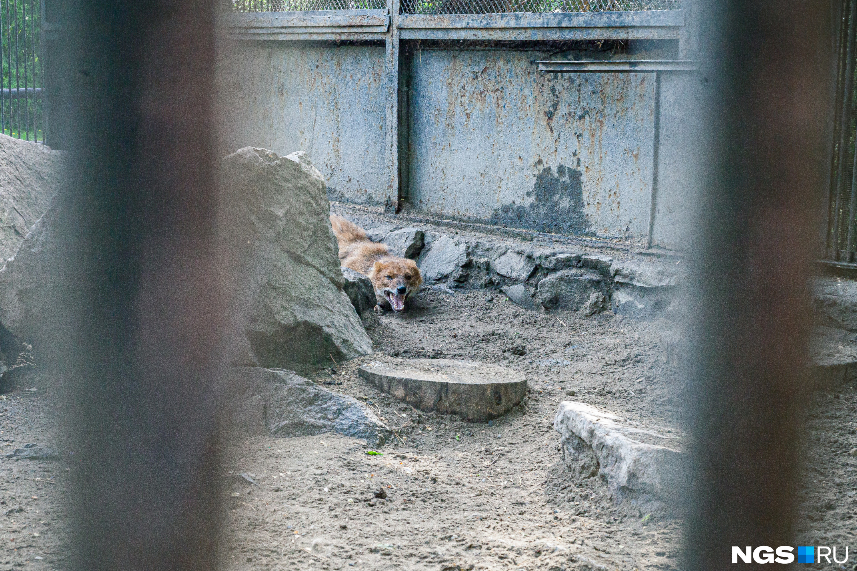 Красный волк в зоопарке Новосибирска. Красный волк Новосибирский зоопарк. Мальчик бросился навстречу матери впр