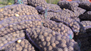 От 100 рублей и выше: торговцы спрогнозировали рост цен на картофель в Самарской области