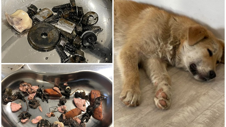 Ветеринары извлекли 13 болтов из желудка собаки, которую отравили тюменские догхантеры