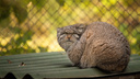 Манулы в Новосибирском зоопарке превратились в меховые шары — 15 фотодоказательств
