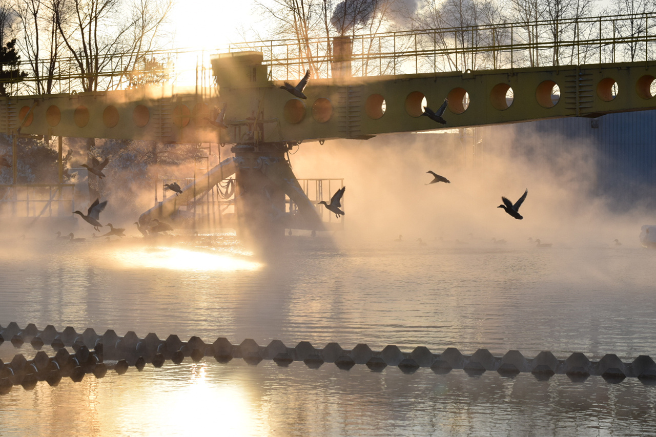 Посмотрите, как дикие утки спасаются от морозов в тепле и комфорте очистных петербургского «Водоканала»