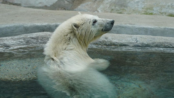 Спасенная на севере края медведица Хатанга переезжает из московского зоопарка в Екатеринбург