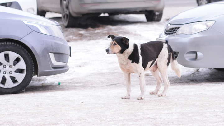 Бродячих собак в Свердловской области предложили отправлять в колонии