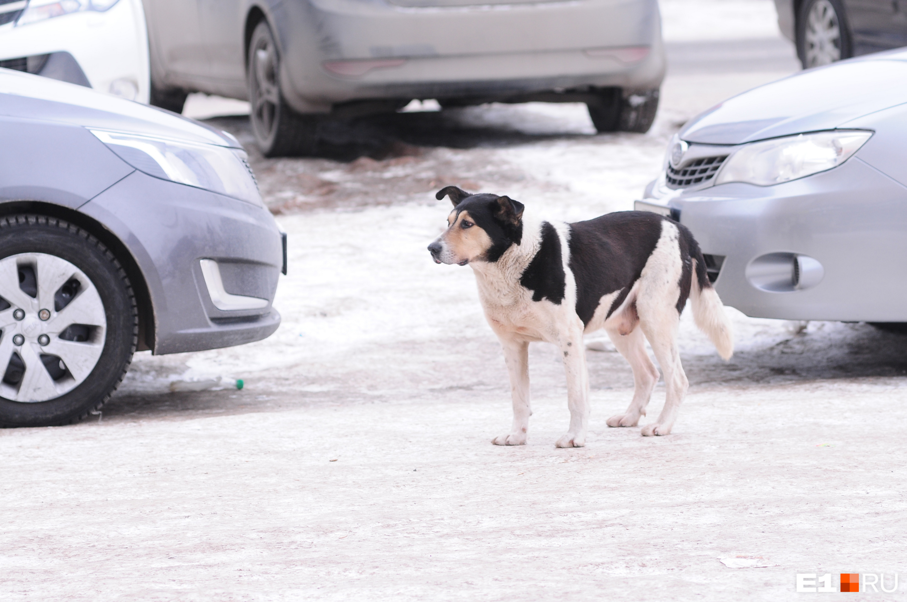 «Животное скончалось прямо на руках»: в Первоуральске бродячий пес загрыз йорка