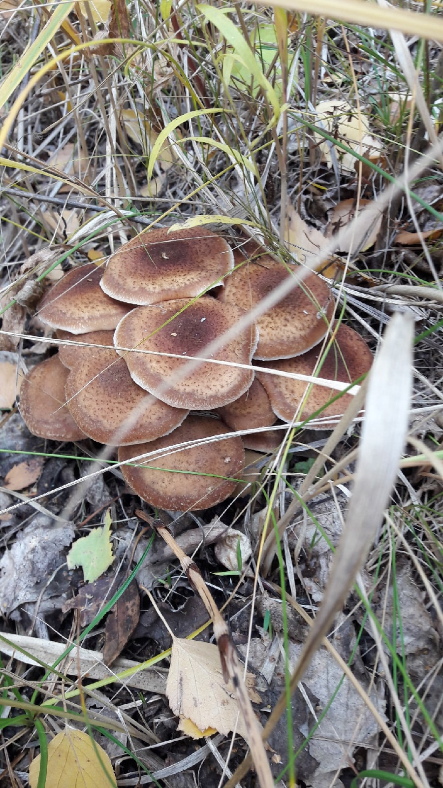 А вы знаете, как называются эти грибы, похожие на оладьи?